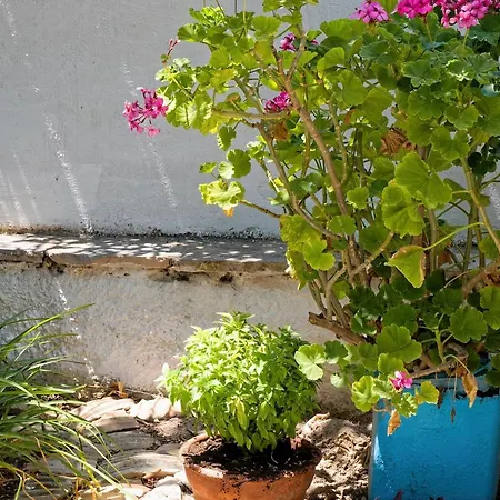 Summer Garden - Village Location דירה Koróni